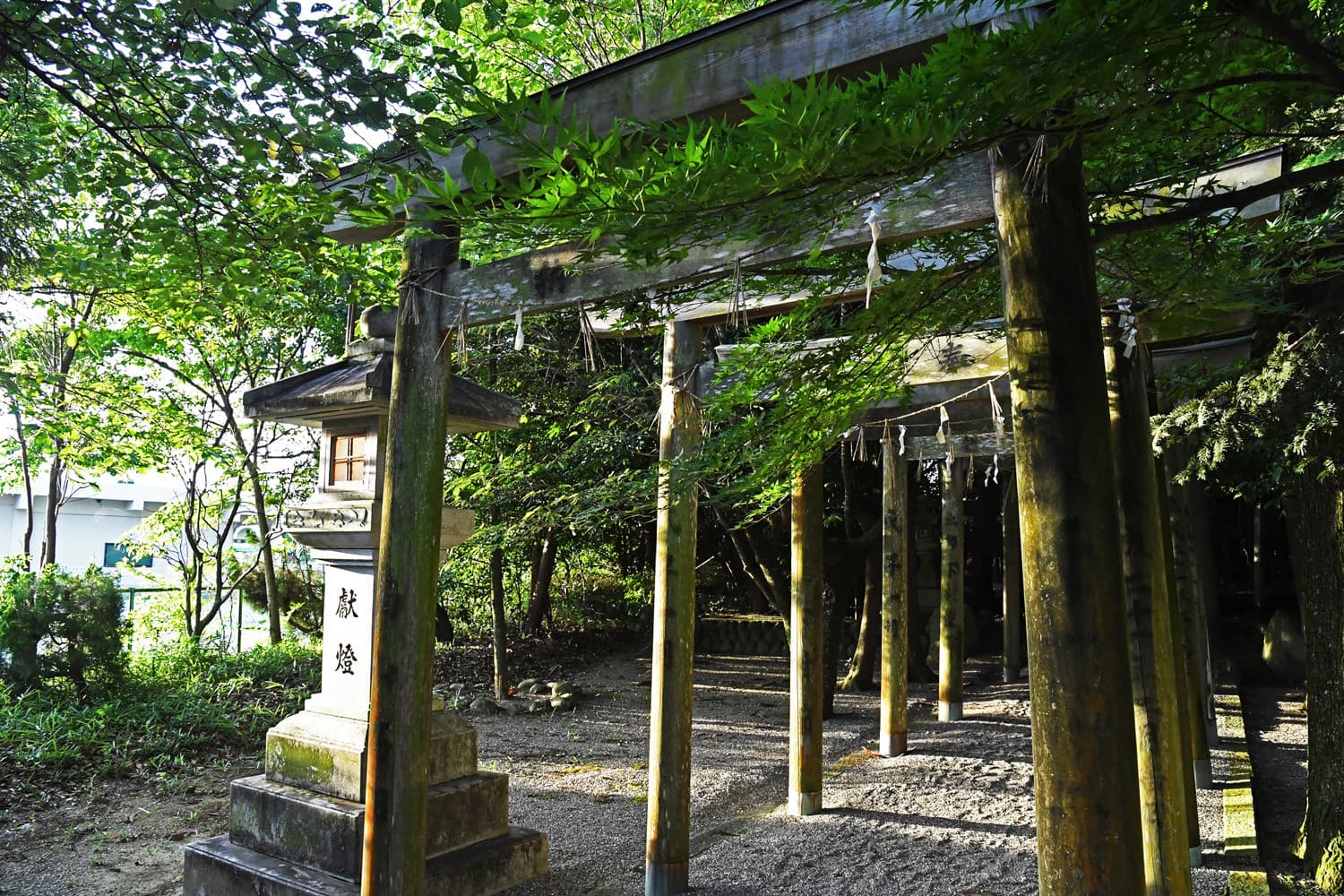 dsc_3820v.jpg